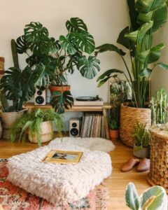 Indoor Decorative House Plants